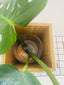 The happy Cache Vase